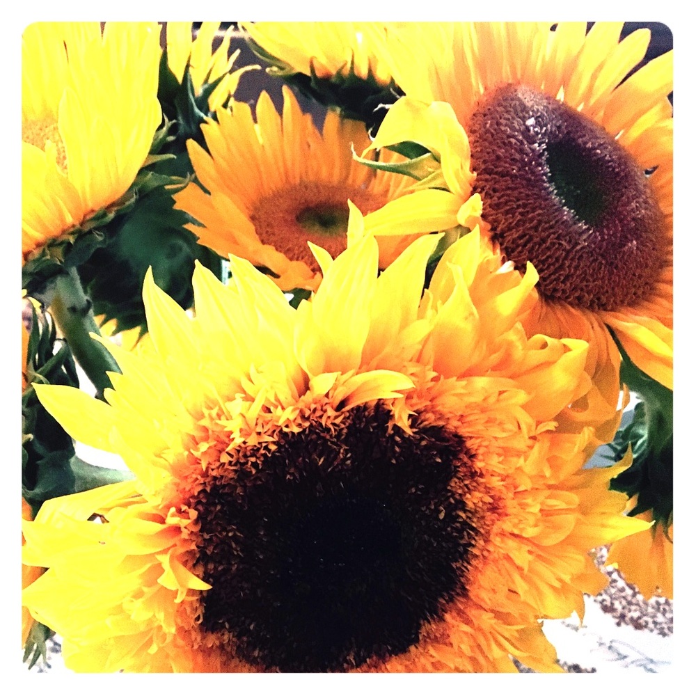 Meet your Posher, Ter